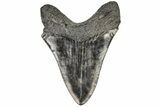 Fossil Megalodon Tooth - South Carolina #197864-2